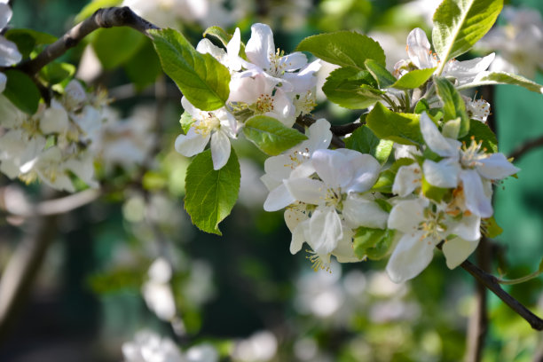 苹果树开花。春天果树开花。苹果公司花的背景。年轻的春天自然照片。图片下载
