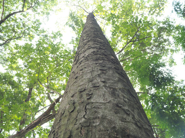 树和绿叶图片下载