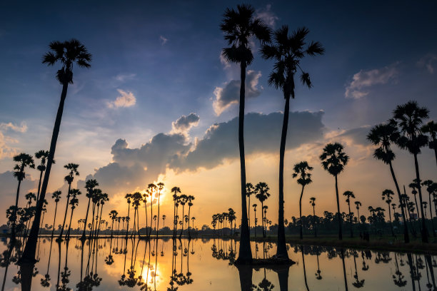 日出时池塘倒影的糖棕榈树图片下载