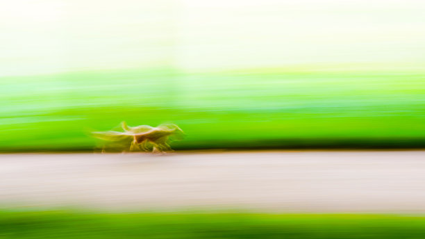 狗模式Sportif图片下载