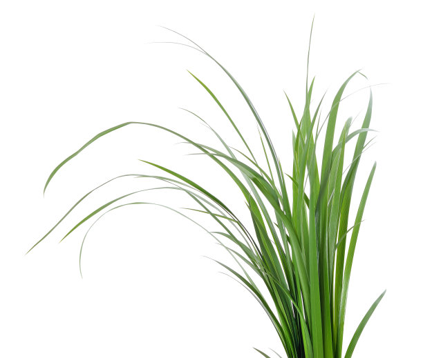 一丛绿草。图片下载