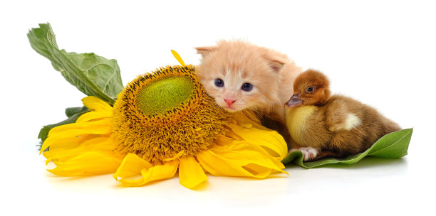 小鸭子，小猫和向日葵。图片下载