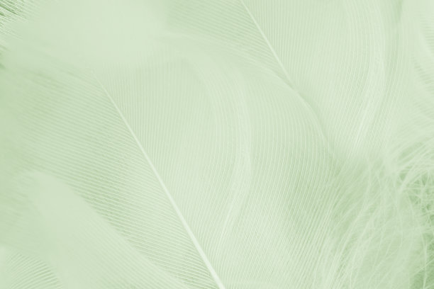 美丽的羽毛颜色浅绿色粉彩图案纹理背景图片下载