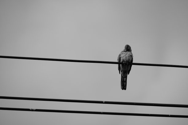 鸟在电线图片下载