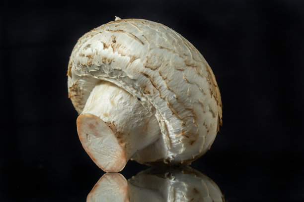 蘑菇冠状花序在黑色镜面上孤立在黑色背景上图片下载