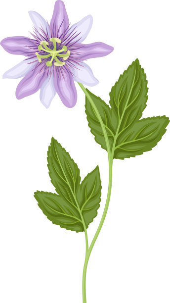 在多叶的茎上的紫色花或娇嫩的花图片下载