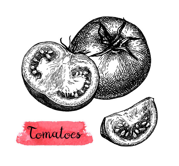 番茄水墨写生图片下载