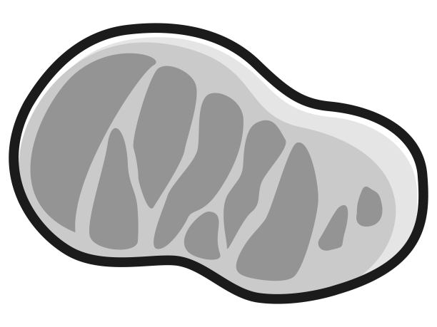 牛肉的特性说明图片下载