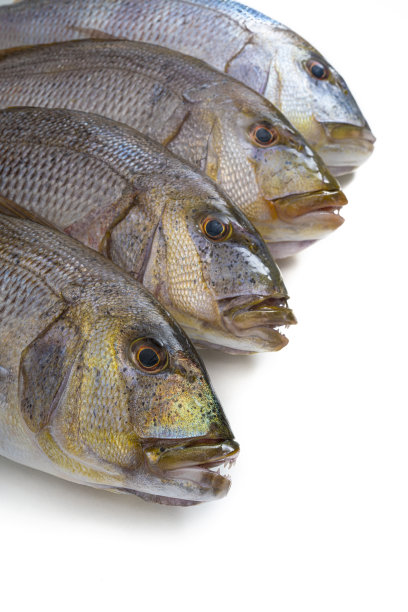 寄生蜂科常见Dentex鱼群，如鲷鱼和鲷鱼图片下载