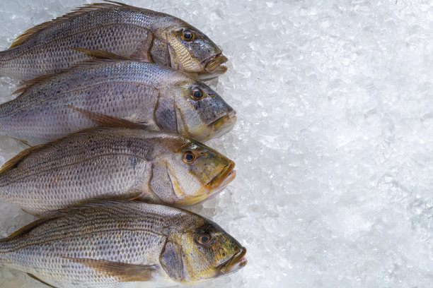在一排孤立的冰背景下的普通Dentex鱼群的翅螨科如海鲷和鲷图片下载