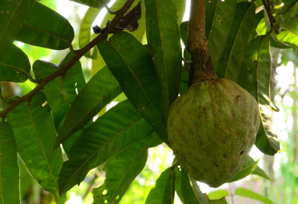 番荔枝属renetulata图片下载