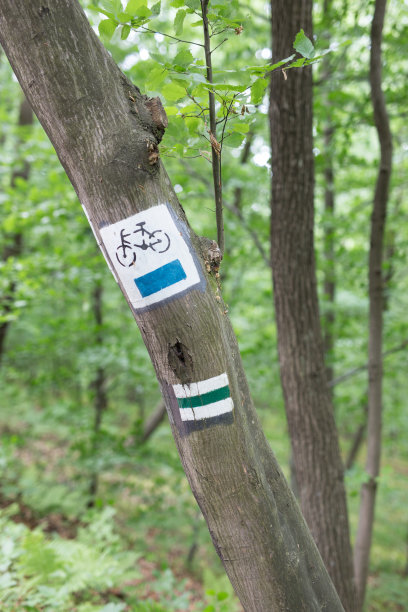 森林里的树上画着自行车道的标志图片下载