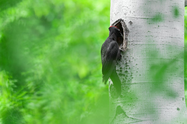 雄性黑啄木鸟(Dryocopus martius)的进食时间图片下载