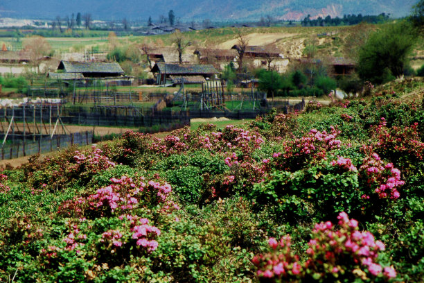 香格里拉初夏，藏村附近杜鹃花盛开图片下载