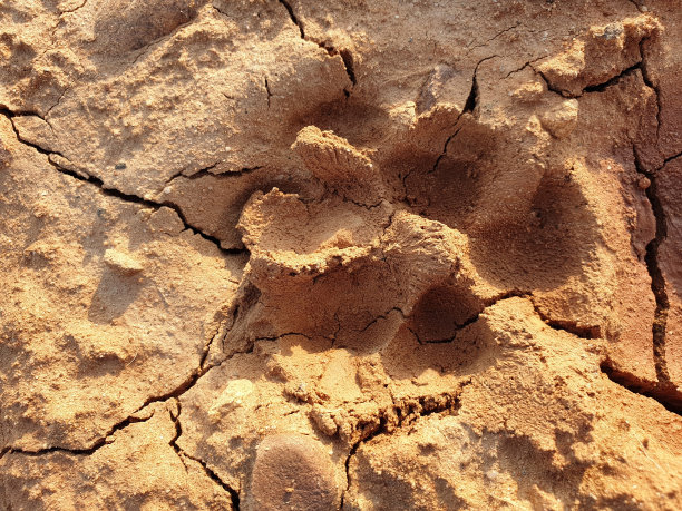 泥上的狗脚印图片下载