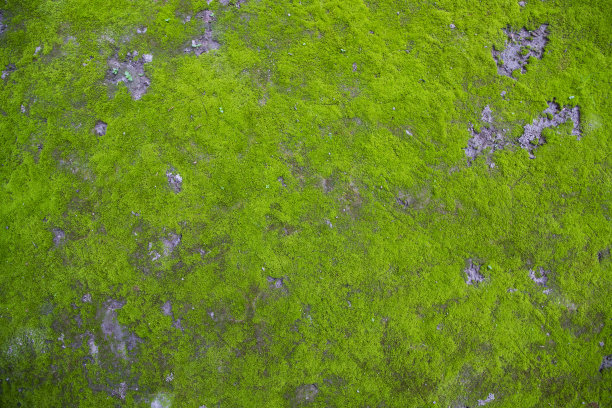 苔藓在土壤纹理抽象背景图片下载