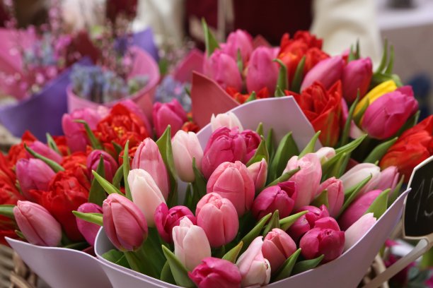 粉色郁金香花束：三八国际妇女节礼物，春季节日装饰图片下载