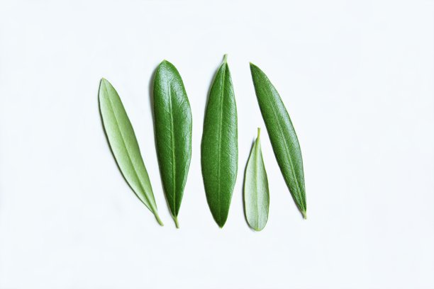 白色背景上的孤立橄榄叶图片下载