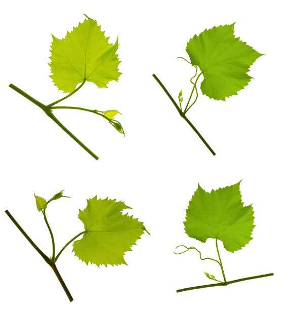 莲座:带叶的藤蔓。有绿叶的葡萄藤。孤立。新鲜的小葡萄叶。春天。夏天。旗帜设计。图片下载