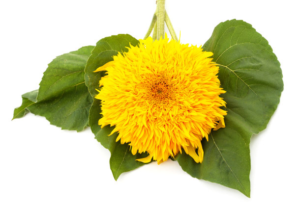 一个黄色的向日葵。图片下载