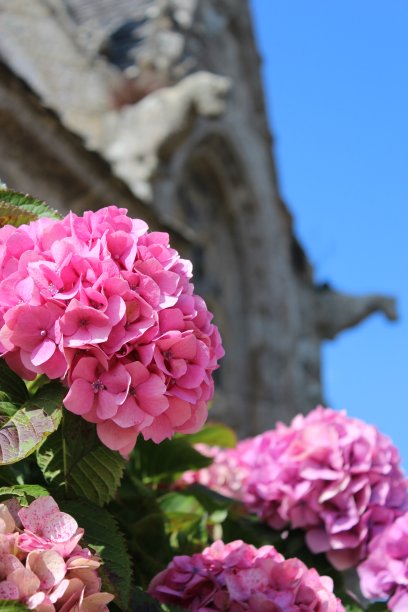 教堂脚下的绣球花图片下载