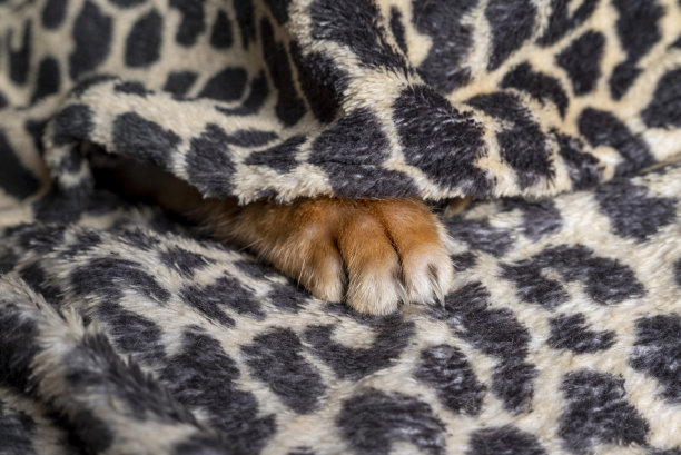 猫的爪子图片下载