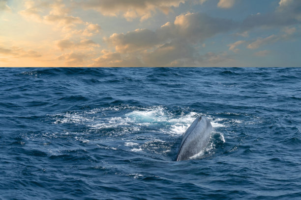 斯里兰卡米瑞莎日落海景中游泳的鲸鱼图片下载