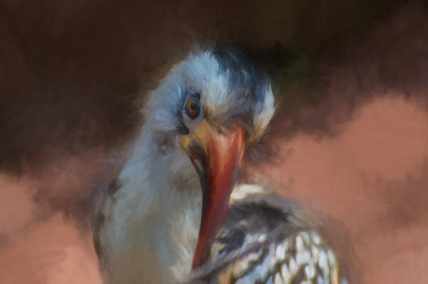 冯德肯犀鸟的数码画图片下载