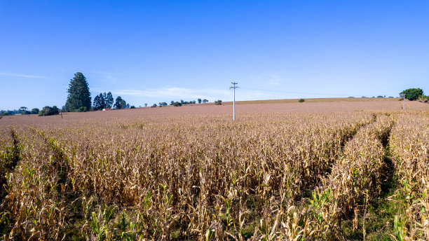农村玉米地的鸟瞰图。在巴西的一个农场。图片下载