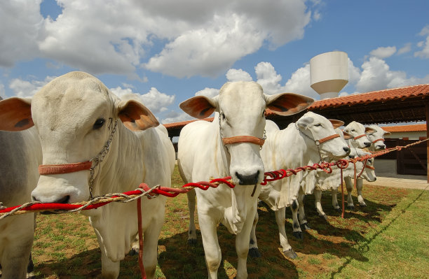 牛。2004年10月2日，巴西坎皮纳格兰德(Campina Grande)农场里的内洛尔牛，Paraíba。图片下载