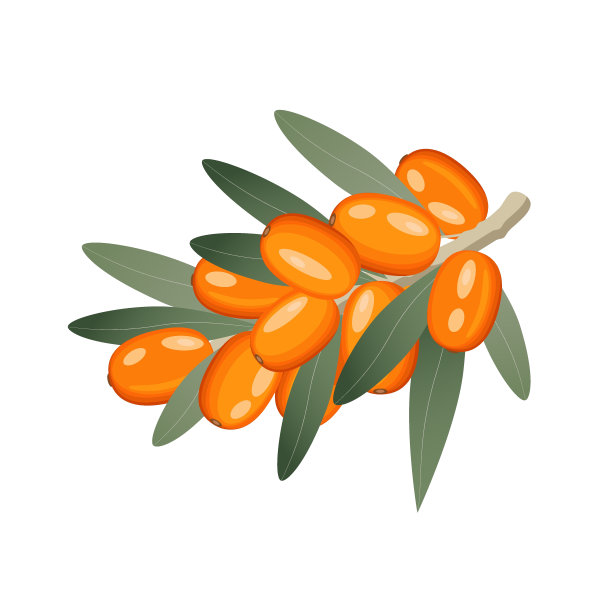 沙棘，浆果在树枝上，矢量插图在白色背景上的平面风格图片下载