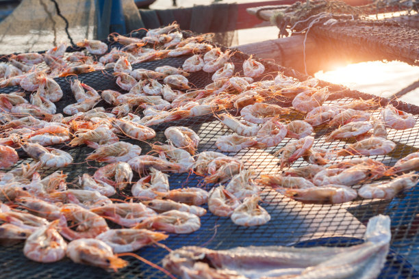 做亚洲菜用的虾米图片下载