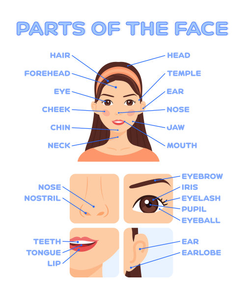 部分的脸。儿童英语单词教育海报。打印。“工作簿”中的一页。卡通色彩风格。白色背景。与小孩一起上生物课的插图。向量。图片下载