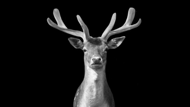 美丽的大鹿角鹿前脸在黑色背景图片下载