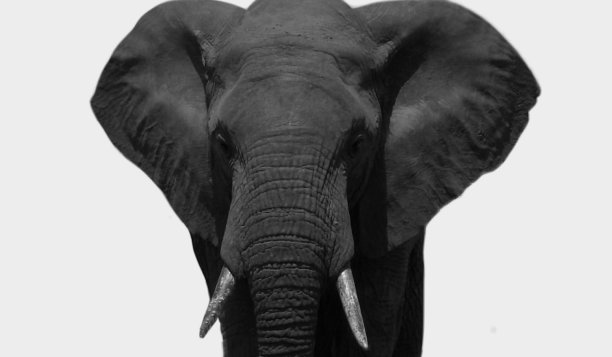大的黑色和白色非洲大象特写脸图片下载