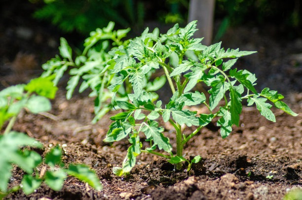 西红柿图片下载