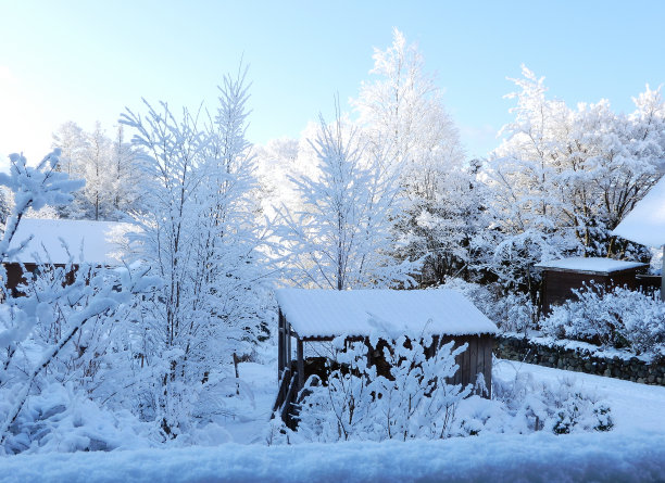 清晨的雪景，冬天的风景图片下载