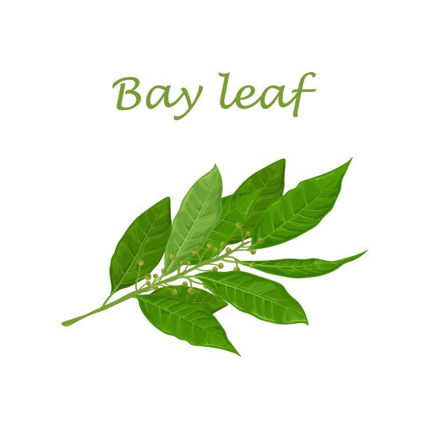 月桂叶。绿色月桂树叶。一种用于调味的芳香药用植物矢量插图孤立在白色背景上图片下载