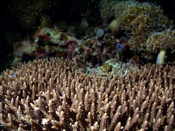 石垣岛海底，珊瑚产卵图片下载