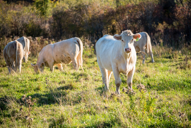 日落时田野里的牛群图片下载