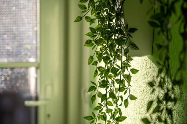 人造植物在阳光和美丽的房子入口图片下载