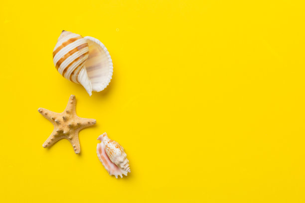 夏天的时间概念平面布局组成与美丽的海星和海贝在彩色的桌子，顶部视图与复制空间的文本图片下载