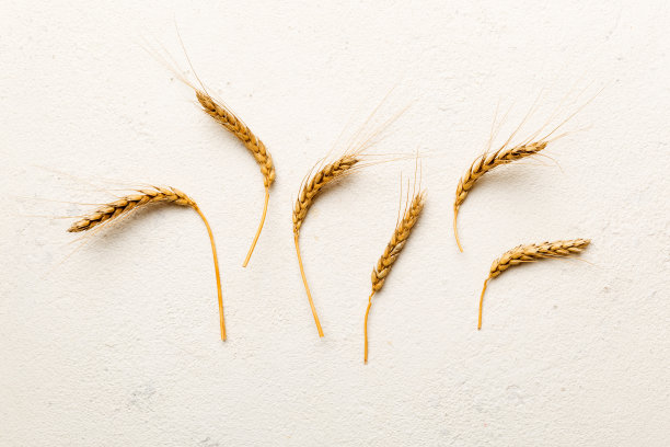 小麦穗束近距离和种子在彩色背景。天然谷类植物，收获时间观念。俯视图，平铺。世界小麦危机图片下载