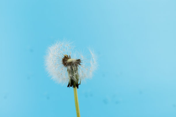 宏观蒲公英吹走，蓝天背景。自由的愿望。种子宏特写镜头。夏天再见。希望和梦想的概念。脆弱。春天。软的焦点。宏观性质。抽象的背景图片下载