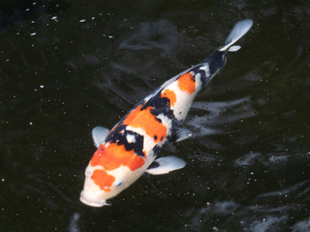 日本Nishikigoi图片下载