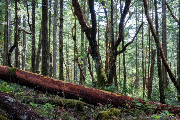 温哥华岛热带雨林图片下载