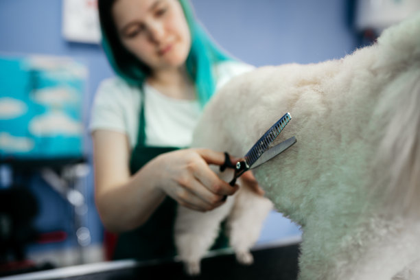 宠物美容师与剪刀使美容狗图片下载