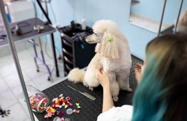 宠物美容师与剪刀使美容狗图片下载