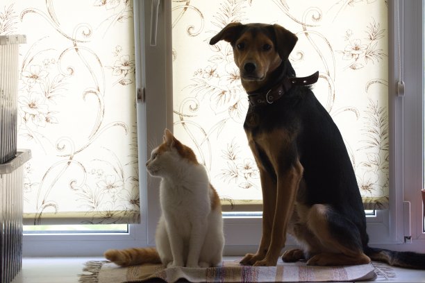 在一个明亮的背景下，猫和一只惊讶的小狗坐在窗台上图片下载