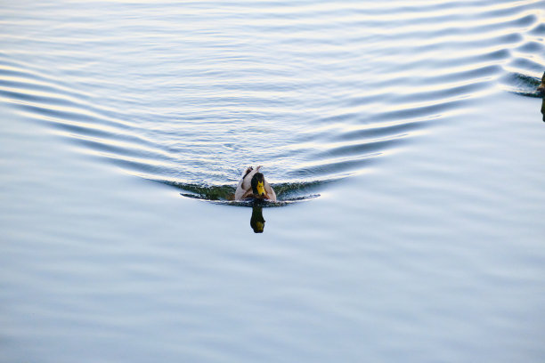 冬天，绿头鸭在温暖的河水中游泳图片下载